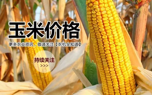 2017年东北玉米最新价格动态解析